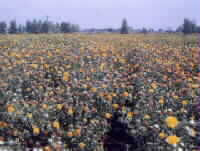 Safflower seed and petals