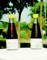 Sweet sorghum R&D