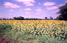Agriculture