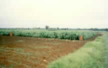 Agrochemical testing plot