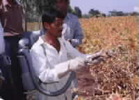 Battery powered Safflower petal collector